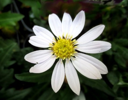 ファルコン植物記（１４７４）白...