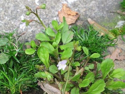 ファルコン植物記（１４７５）薄...