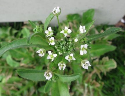 ファルコン植物記（１４７８）白...