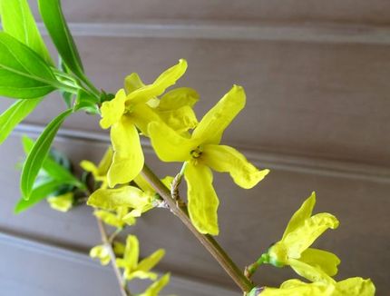 ファルコン植物記（１４８０）黄...
