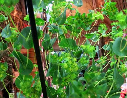ファルコン植物記（１４８２）緑...