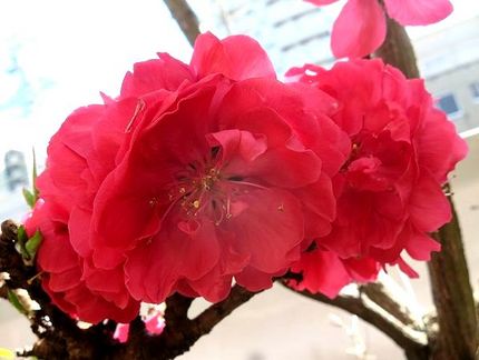 ファルコン植物記（１４８８）濃...