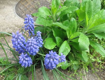 ファルコン植物記（１４８９）ど...