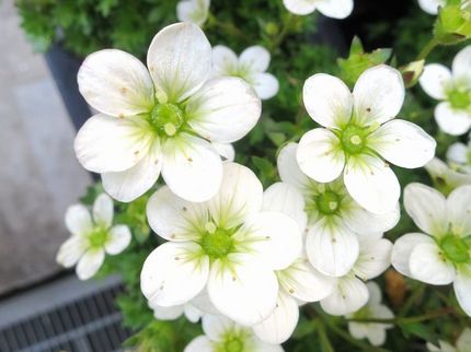 ファルコン植物記（１４９４）白...