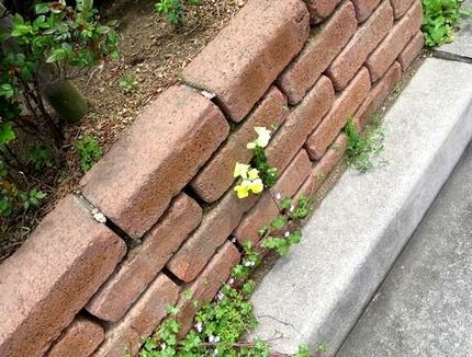 ファルコン植物記（１５００）ど...