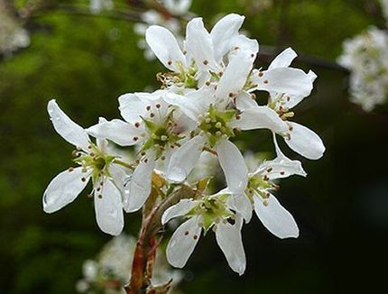 ファルコン植物記（１５０６）白...