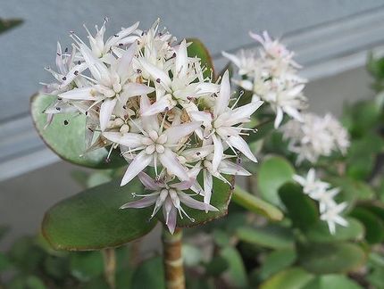 ファルコン植物記（１５１９）白...