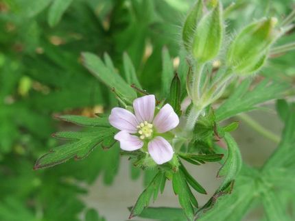 ファルコン植物記（１５２２）淡...