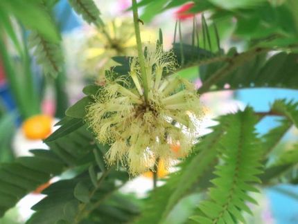 ファルコン植物記（１５２４）丸...