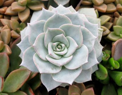 ファルコン植物記（１５３５）＜...