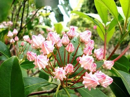 ファルコン植物記（１５４０）金...