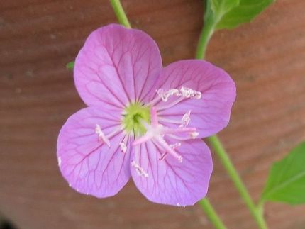 ファルコン植物記（１５４１）薄...