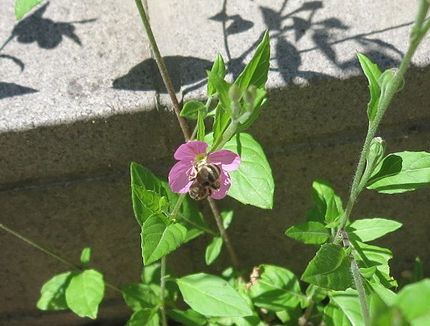 ファルコン昆虫記（６０９）ユウ...