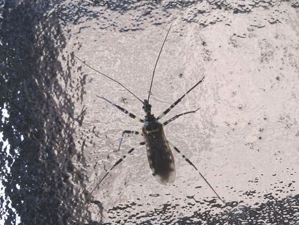 ＜　クリックすると、大きくなり...