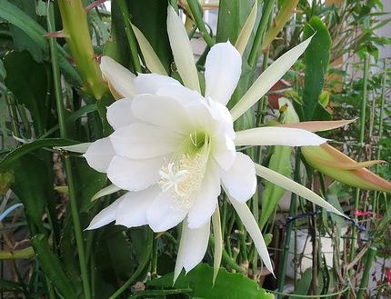 ファルコン植物記（１５５５)白...