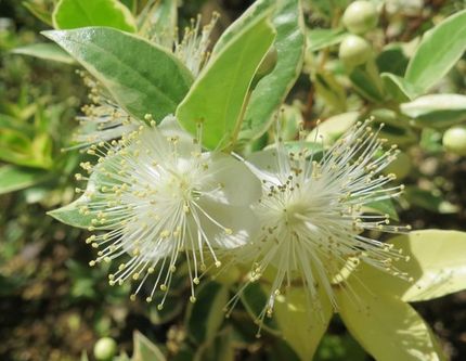 ファルコン植物記（１５６０）雄...