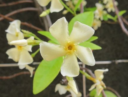 ファルコン植物記（１５６１）白...