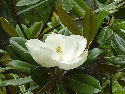 ファルコン植物記（１５６９）白...
