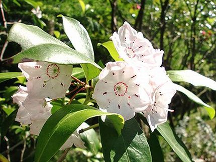 ファルコン植物記（１５７５）白...