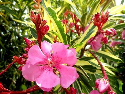 ファルコン植物記（８１０）赤紅...