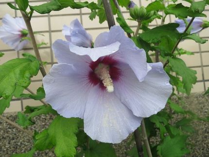 ファルコン植物記（１５８８）薄...