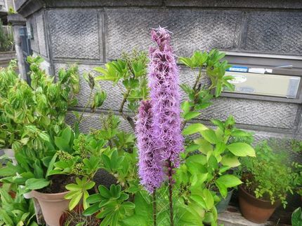 ファルコン植物記（１５８９）紫...