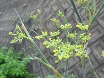 ファルコン植物記（１５９２）小...