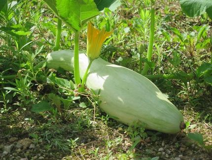 ファルコン植物記（１５９５）実...