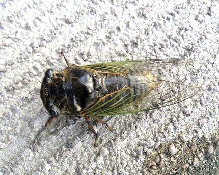 ファルコン昆虫記（６６１）地面...