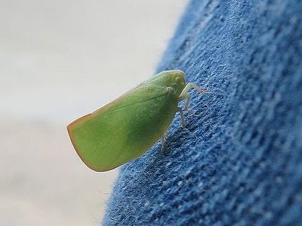 ファルコン昆虫記（６６３）膝に...