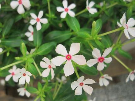 ファルコン植物記（１６０４）白...