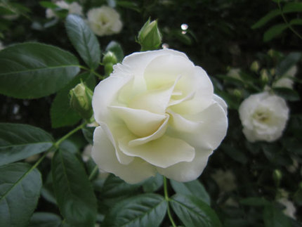 ファルコン植物記（１６０９）白...