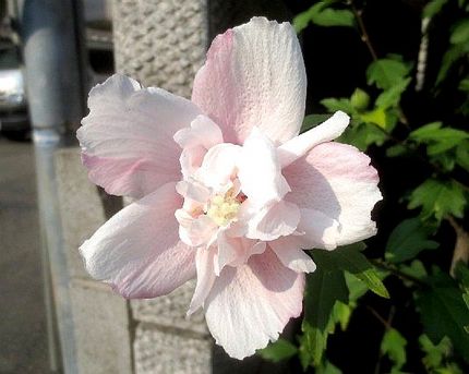 ファルコン植物記（１６１８）＜...