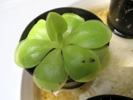 ファルコン植物記（１６２８）食...