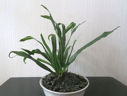 ファルコン植物記（１６２７）成...