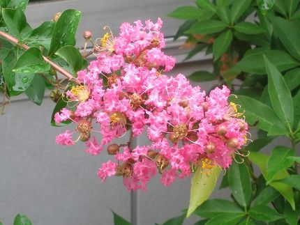 ファルコン植物記（１６３２）紅...