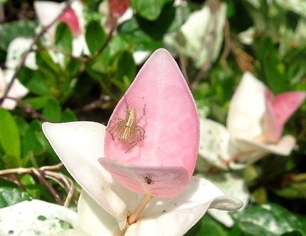 ファルコン昆虫記（７０９）ハツ...