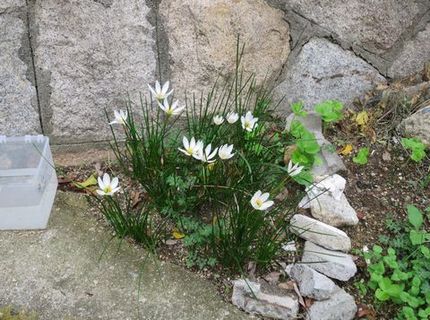 「タマスダレ」の＜小さな花壇＞