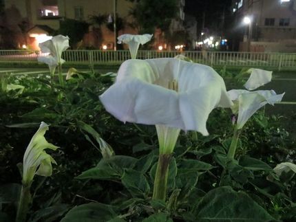 ファルコン植物記（１６３６）夜...