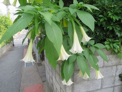 ファルコン植物記（１６４３）白...