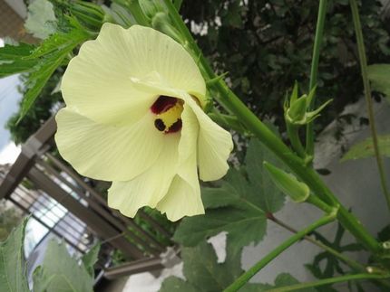 ファルコン植物記（１６５０）黄...