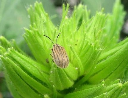 ファルコン昆虫記（７２９）縦縞...