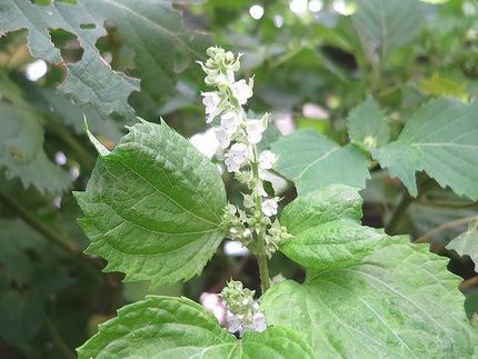 ファルコン植物記（１６５６）白...