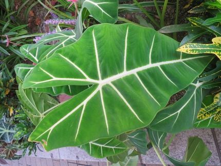ファルコン植物記（１６６４）白...