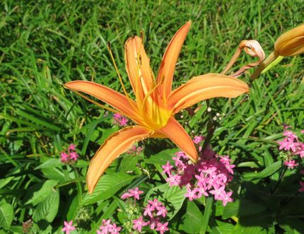 ＜　足元に咲いている桃色の花は...