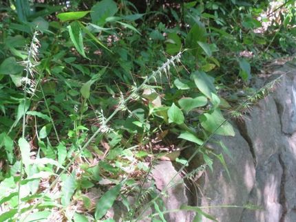 ファルコン植物記（１６７６）長...
