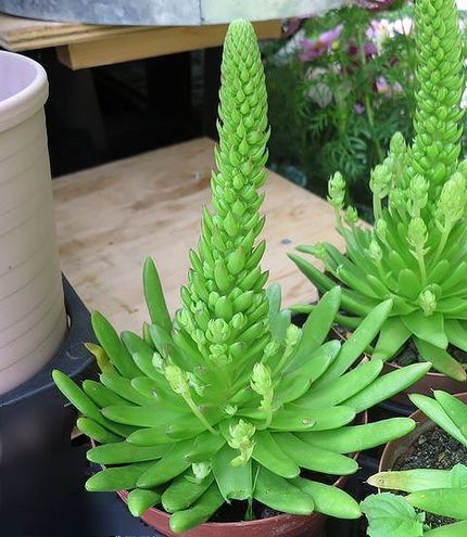 ファルコン植物記（１６８６）長...