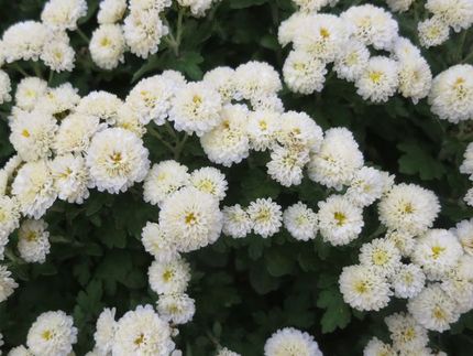 ファルコン植物記（１７００）＜...