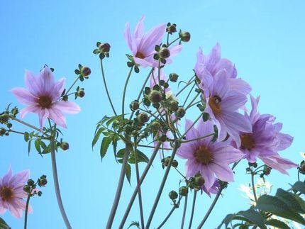 ファルコン植物記（１７０３）そ...
