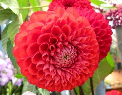 ファルコン植物記（１７０７）＜...